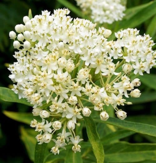 Creamy Ice Ballet Swamp Milkweed flower cluster. against thin yellow green leaves.