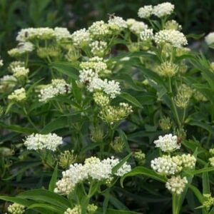 Ice Ballet Swamp Milkweed planting of creamy white flowers and green foliage.