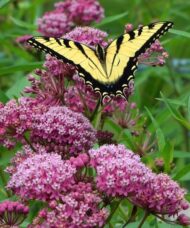 Bright pink flower clusters of Swamp Milkweed