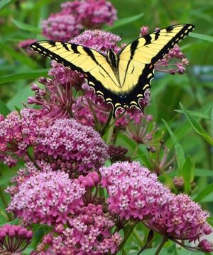 Bright pink flower clusters of Swamp Milkweed