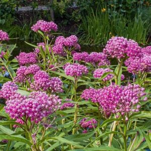 Pink Swamp Milkweed flowers.