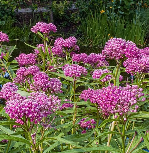 Swamp milkweed | Asclepias incarnata flowers Pink Swamp Milkweed flowers.