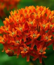 Orange Butterfly Flower bloom of tiny flowerets.