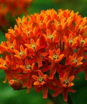 Orange Butterfly Flower bloom of tiny flowerets.