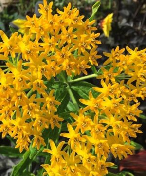 Cluster of bright Hello Yellow Butterfly Weed star-shaped flowerets.