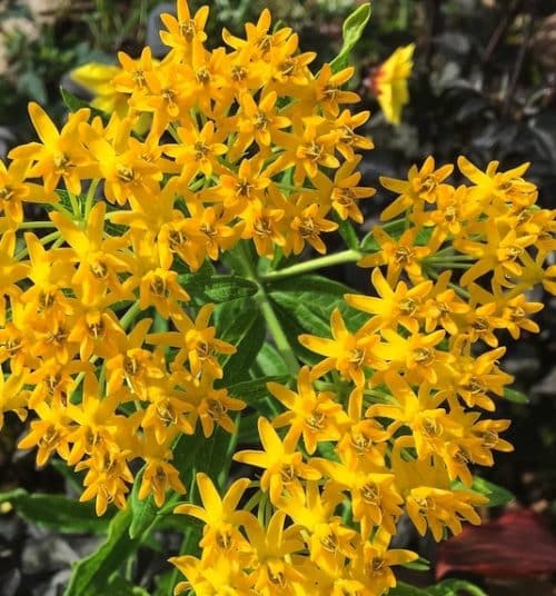 Cluster of bright Hello Yellow Butterfly Weed star-shaped flowerets.