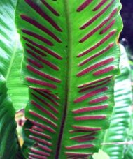 arching clump of tongue-shaped