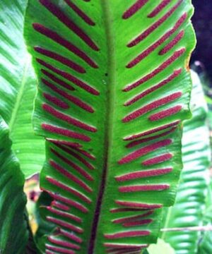 arching clump of tongue-shaped