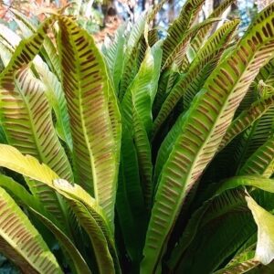 Hart's Tongue Fern showing top and underside of leaves.