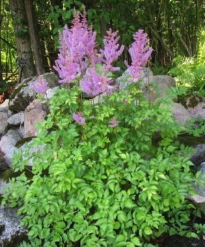 Yellow Leaved Astilbe variegated foliage - bright yellow with reddish brown serrated edges.