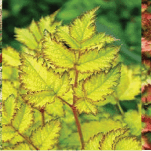 Yellow-leaved Astilbe habit, pink blooms, and leaves in spring and fall.