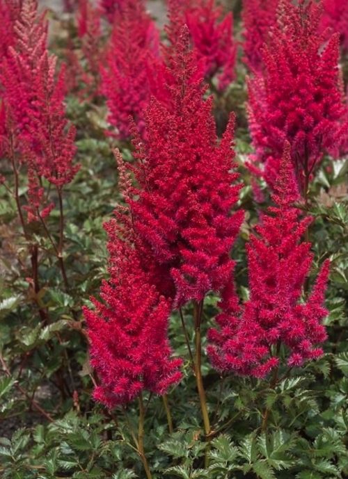 Spikes of Dwarf Red Astilbe plumes rise above soft