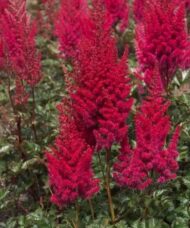Spikes of Dwarf Red Astilbe plumes rise above soft