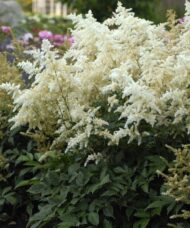 Spikes of Dwarf White Astilbe plumes