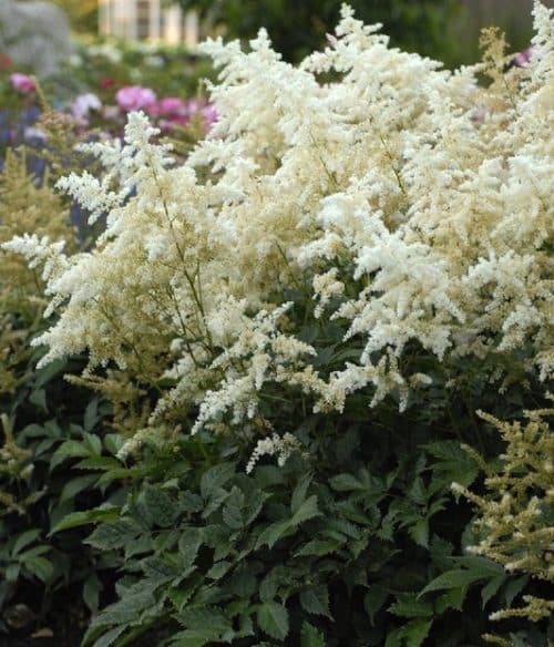 Spikes of Dwarf White Astilbe plumes