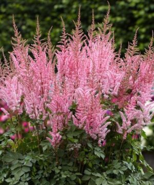 Spikes of Mighty Pip pink Astilbe plumes