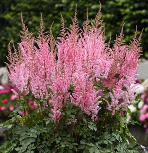 Spikes of Mighty Pip pink Astilbe plumes