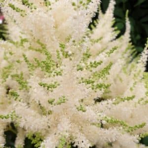 Sparkling Mojito White Astilbe flower plumes.