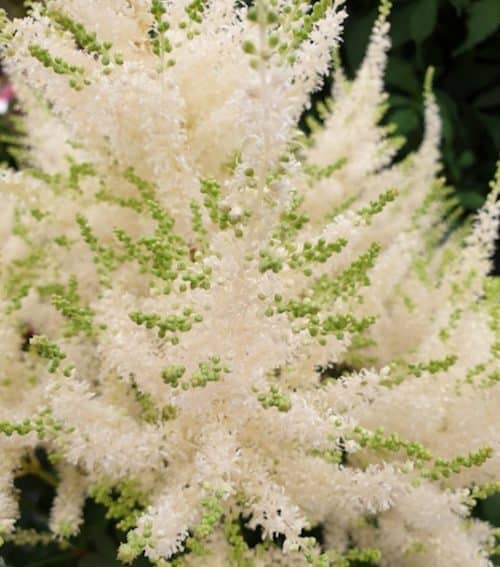 Sparkling Mojito White Astilbe flower plumes.