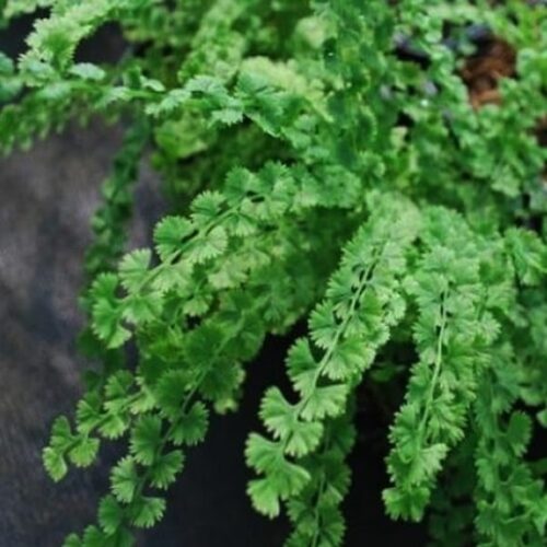 Tatting Lady Fern Tatting Fern Athyrium filixfemina 'Frizelliae'