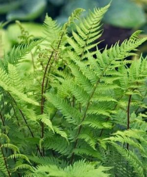 Bright green Lady in Red Fern leaves with red stems.
