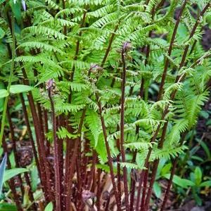 Upright red stems of a fern with unfurling green leaves.