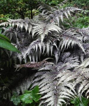 Japanese Painted Fern of blue
