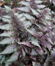 Athyrium niponicum Silver Falls Fern fronds that are dark green with an overlay of silvery hues.
