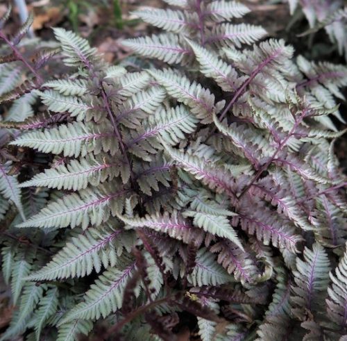 Athyrium niponicum Silver Falls Fern fronds that are dark green with an overlay of silvery hues.