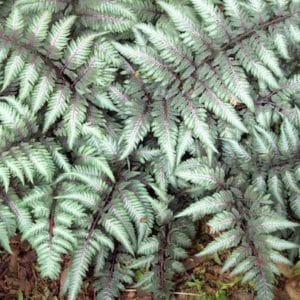 Dark green Silver Falls Fern fronds with an overlay of silver hues