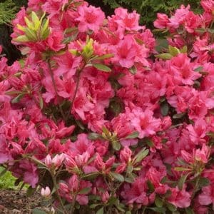 azalea girard pink evergreen azalea 300x300 - Order Plants Now