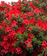 Red Azalea shrub with crimson red blooms and dark green leaves.