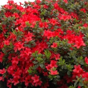 Red Azalea shrub with crimson red blooms and dark green leaves.