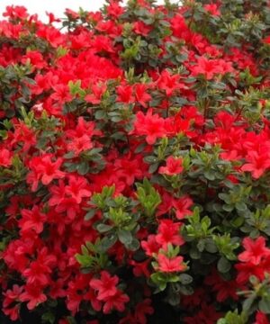 Red Azalea shrub with crimson red blooms and dark green leaves.