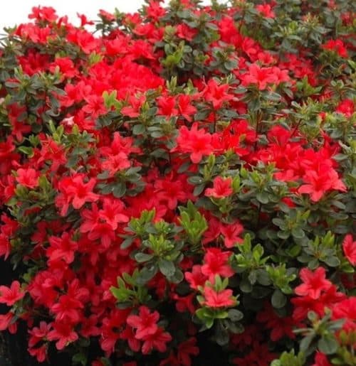 Red Azalea shrub with crimson red blooms and dark green leaves.