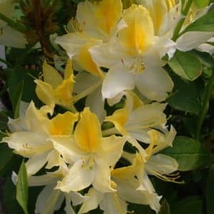 azalea northern hi lights rhododendron 300x300 - Order Plants Now