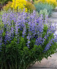Baptisia Australis with indigo blue flower spikes that rise above blue green foliage