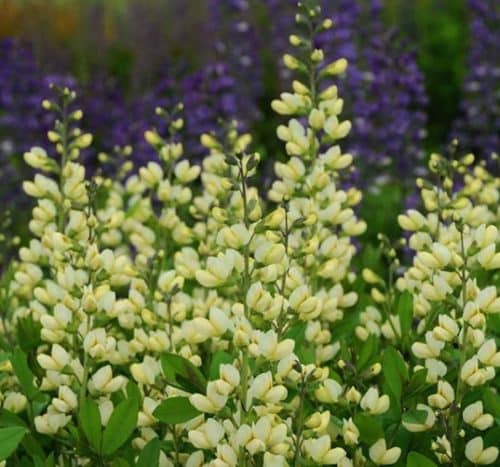 Baptista Vanilla Cream vanilla coloured flower spikes.