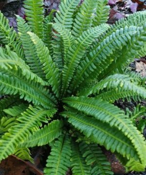 Deer Fern with long narrow fronds