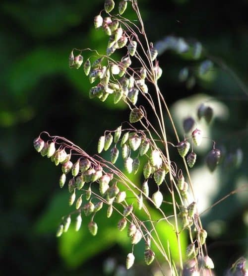 Briza Media Russells stems full of small flat acorn shaped seed heads in green and pink.