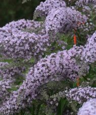 Conical lavender panicles of Grand Cascade Butterfly Bush.