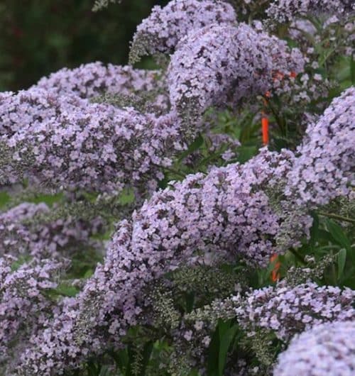 Conical lavender panicles of Grand Cascade Butterfly Bush.