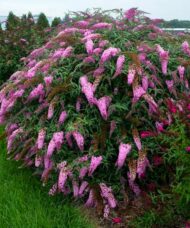 Large Pink Butterfly Bush with pink panicles and dark green foliage.