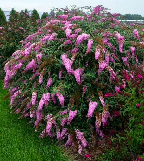 Large Pink Butterfly Bush with pink panicles and dark green foliage.