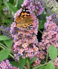 Bicolor Butterfly Bush pink and orange panicles