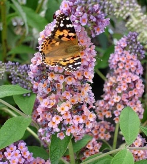 Bicolor Butterfly Bush pink and orange panicles
