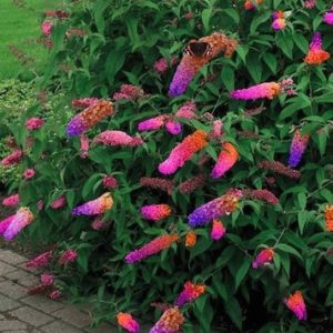 Bicolor Butterfly Bush blooms in raspberry and orange.