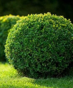 Green Velvet Boxwood pruned into a sphere.