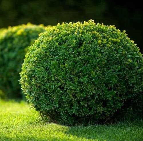 Green Velvet Boxwood pruned into a sphere.