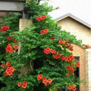 Large Flamenco Trumpet Vine covered in red flowers